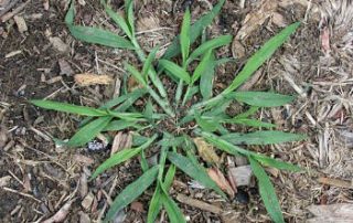 green bee lawn care crabgrass control services