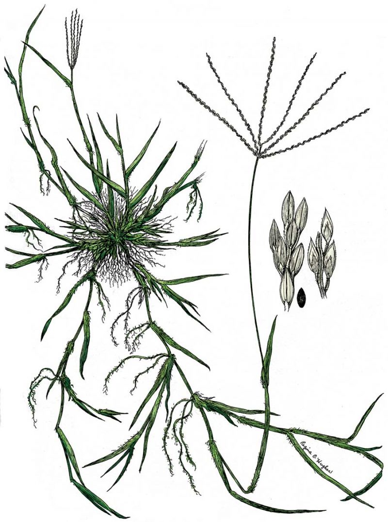 How to Identify Crabgrass, Fescue or Quackgrass Lawn Care Houston