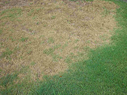 Chinch Bug Damage Chinch Bug Damage