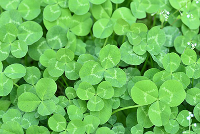 clover-control-treatment-houston-400 Weed Control and Prevention Services