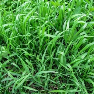 How to Identify Crabgrass, Fescue or Quackgrass | Lawn Care Houston