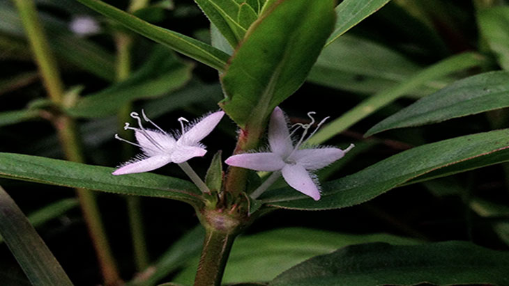 Virginia Buttonweed Weed Control and Prevention Services