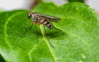 how to get rid of mosquitoes Green Bee Lawn Care