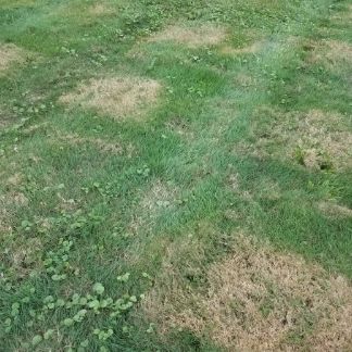 lawn treatment service round 5