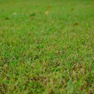 lawn treatment service round 8